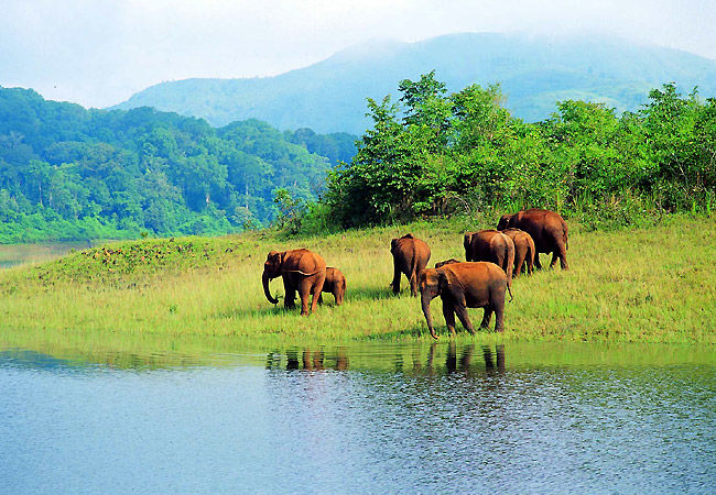 Wildlife Exploration